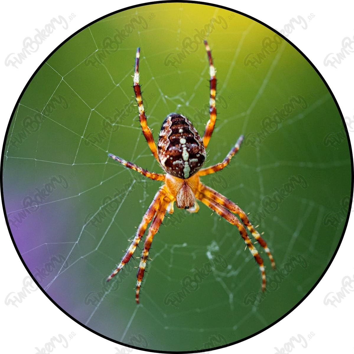 Arañas (Discos 1-8)