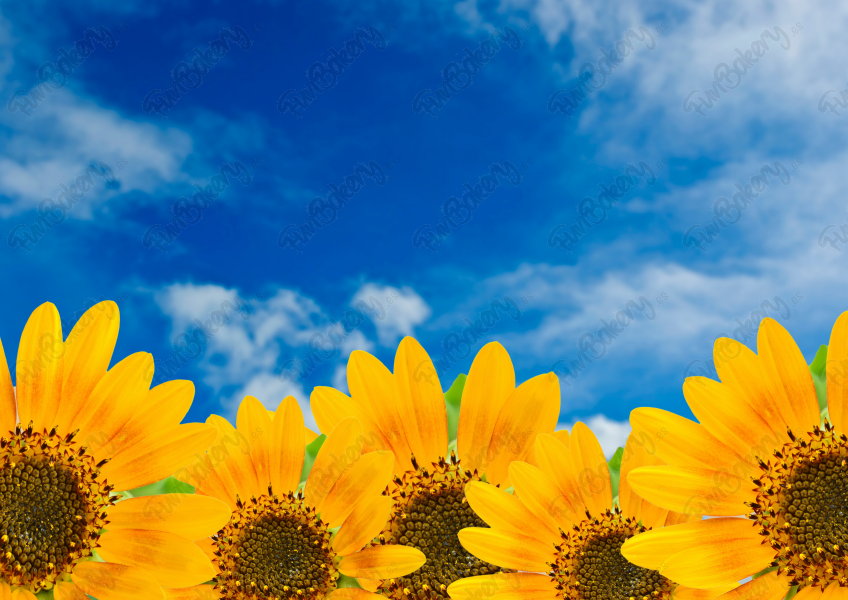 Flores (Rectángulos 7-12)