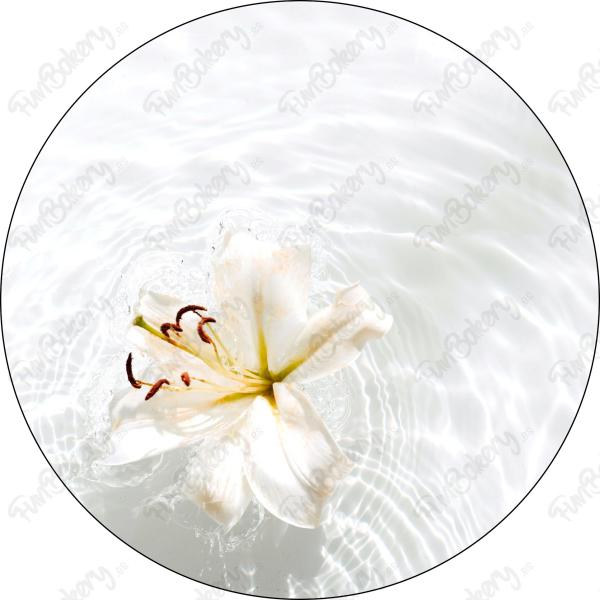 Flores (Discos 9-16)