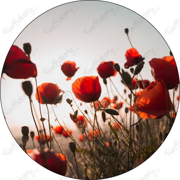Flores (Discos 9-16)