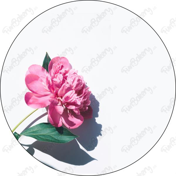 Flores (Discos 1-8)