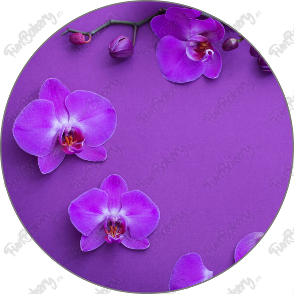 Flores (Discos 9-16)