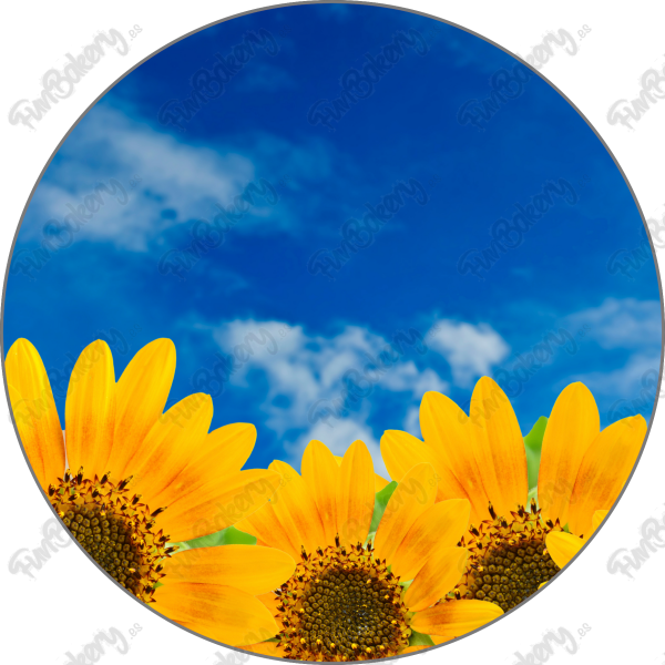 Flores (Discos 9-16)