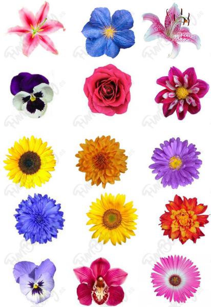 Flores (Magdalenas 11-20)