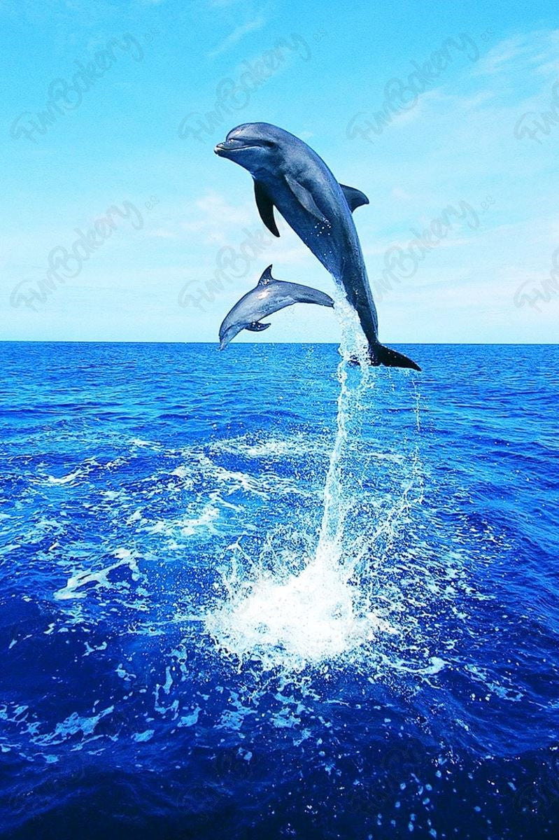 Delfines (Rectángulos)