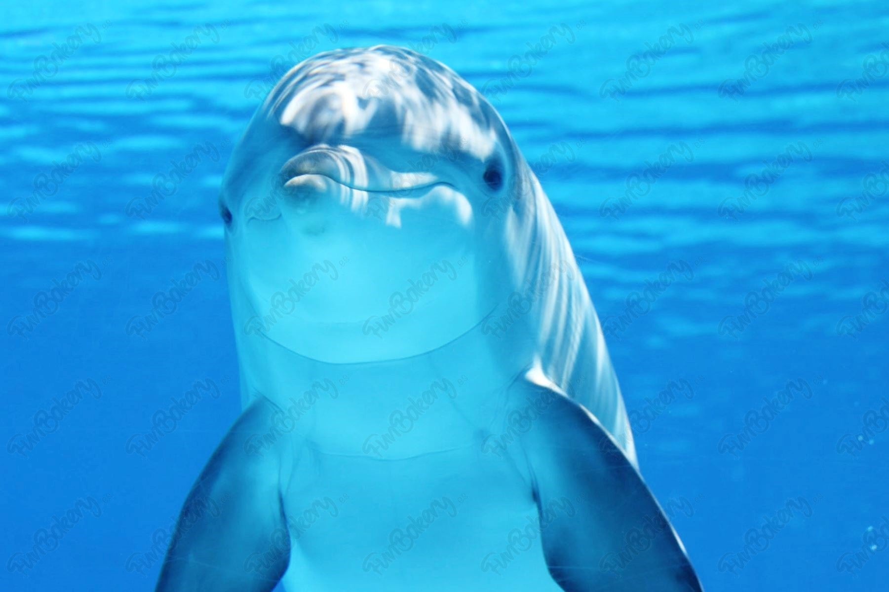 Delfines (Rectángulos)