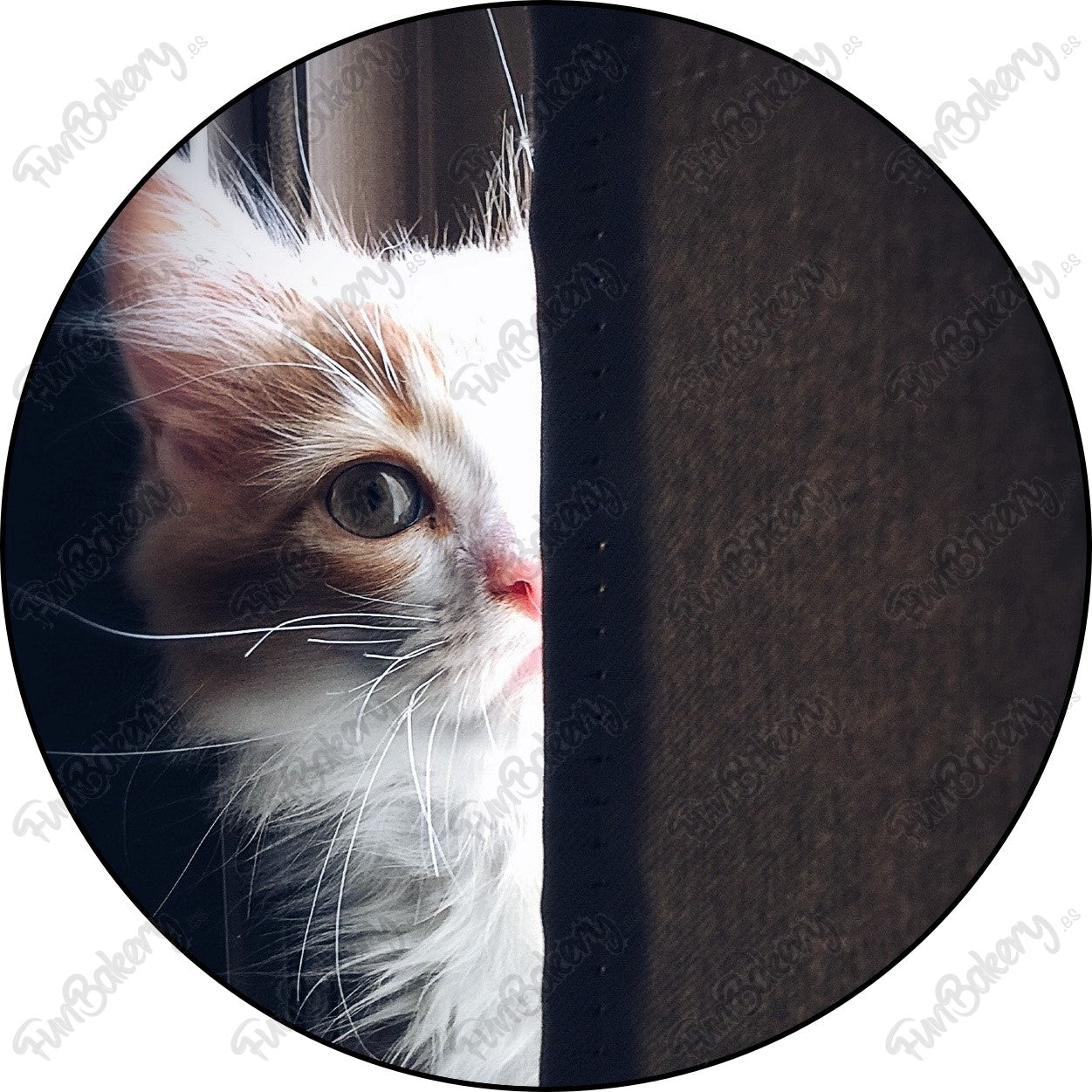 Gatos (Discos 1-8)