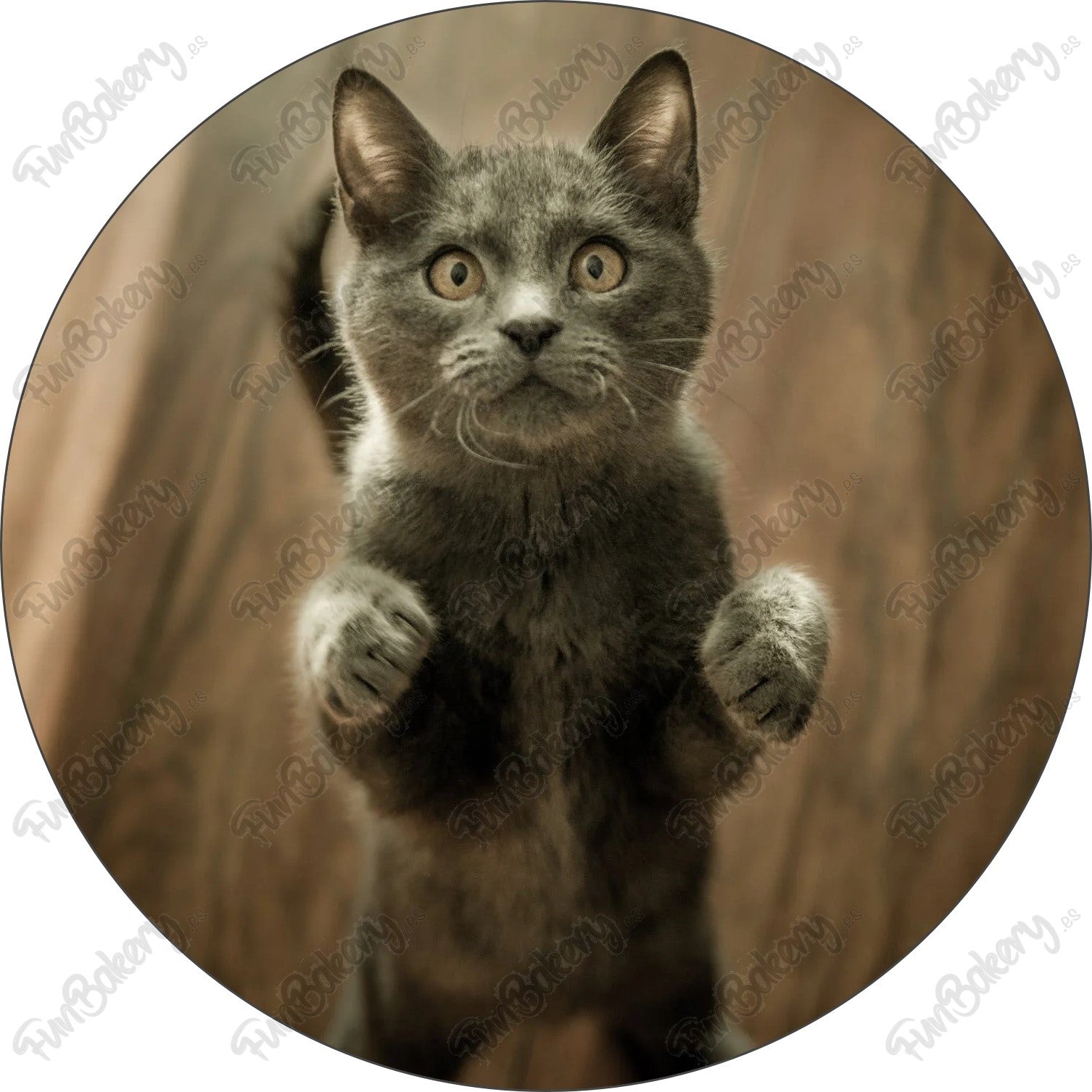 Gatos (Discos 1-8)