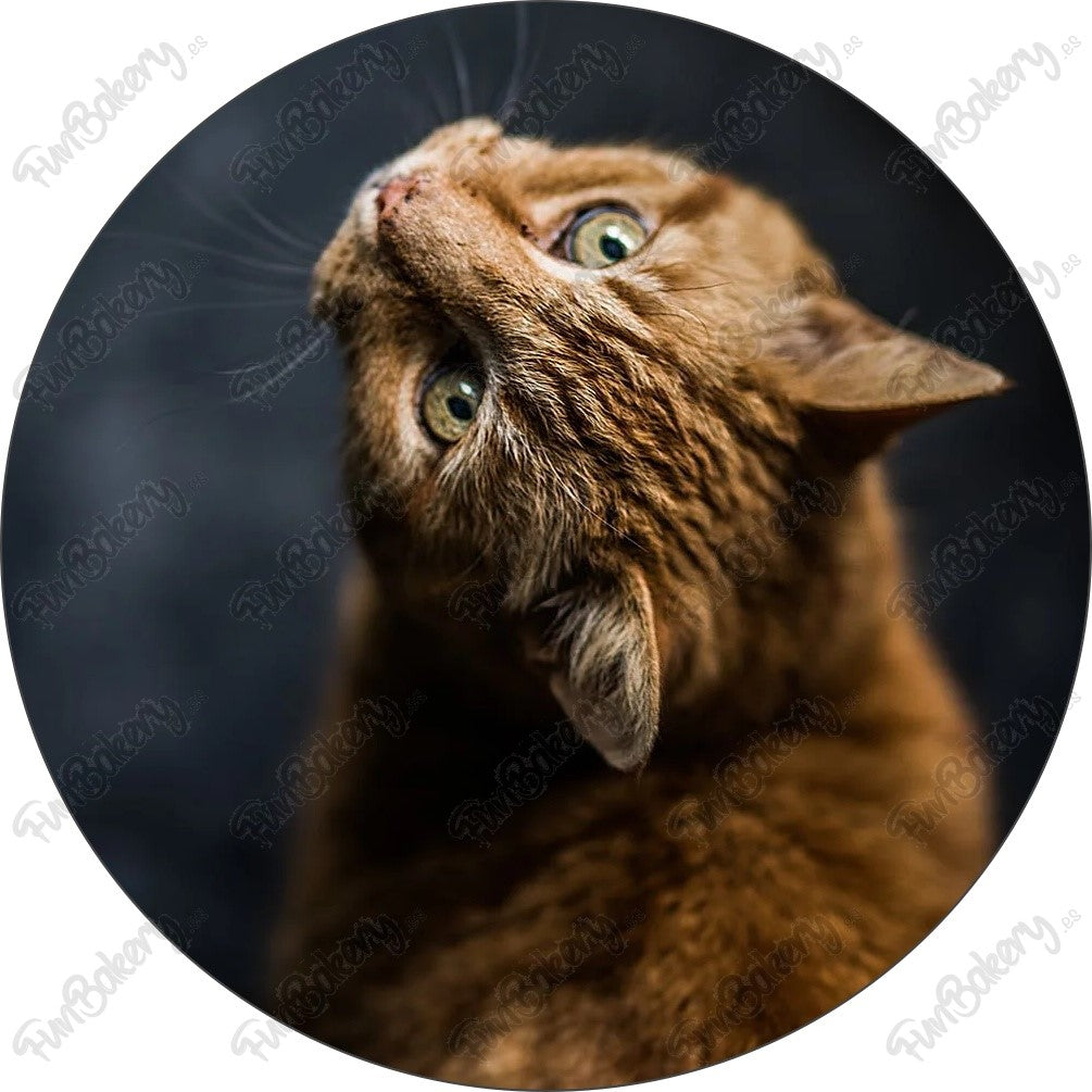 Gatos (Discos 1-8)