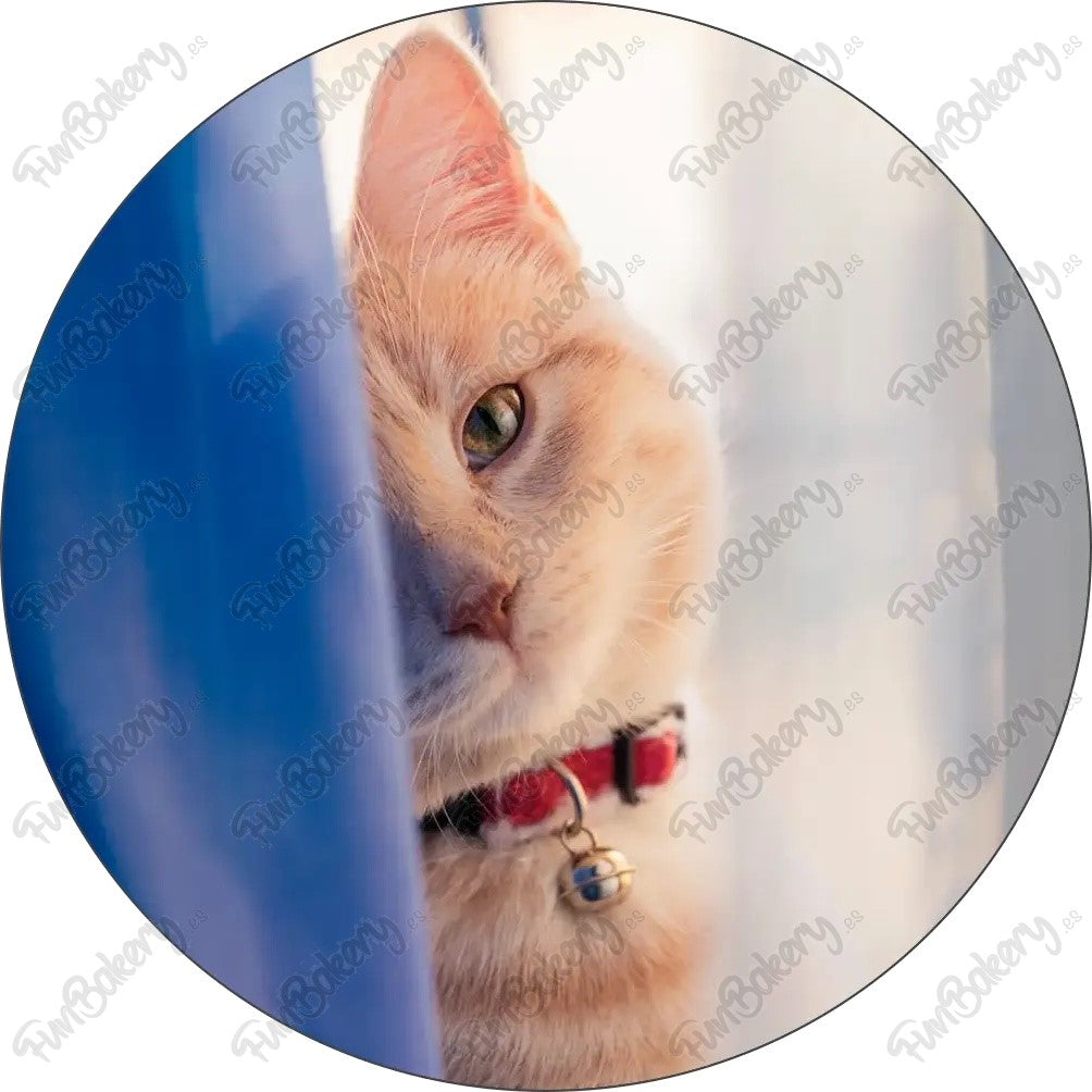Gatos (Discos 1-8)