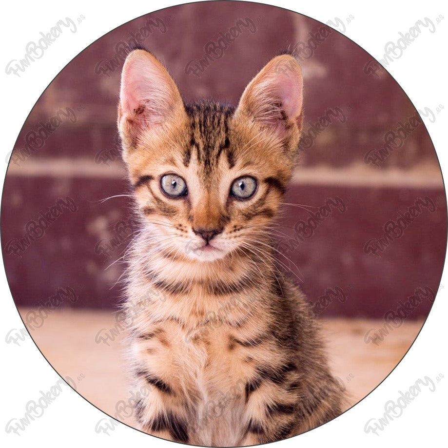 Gatos (Discos 1-8)