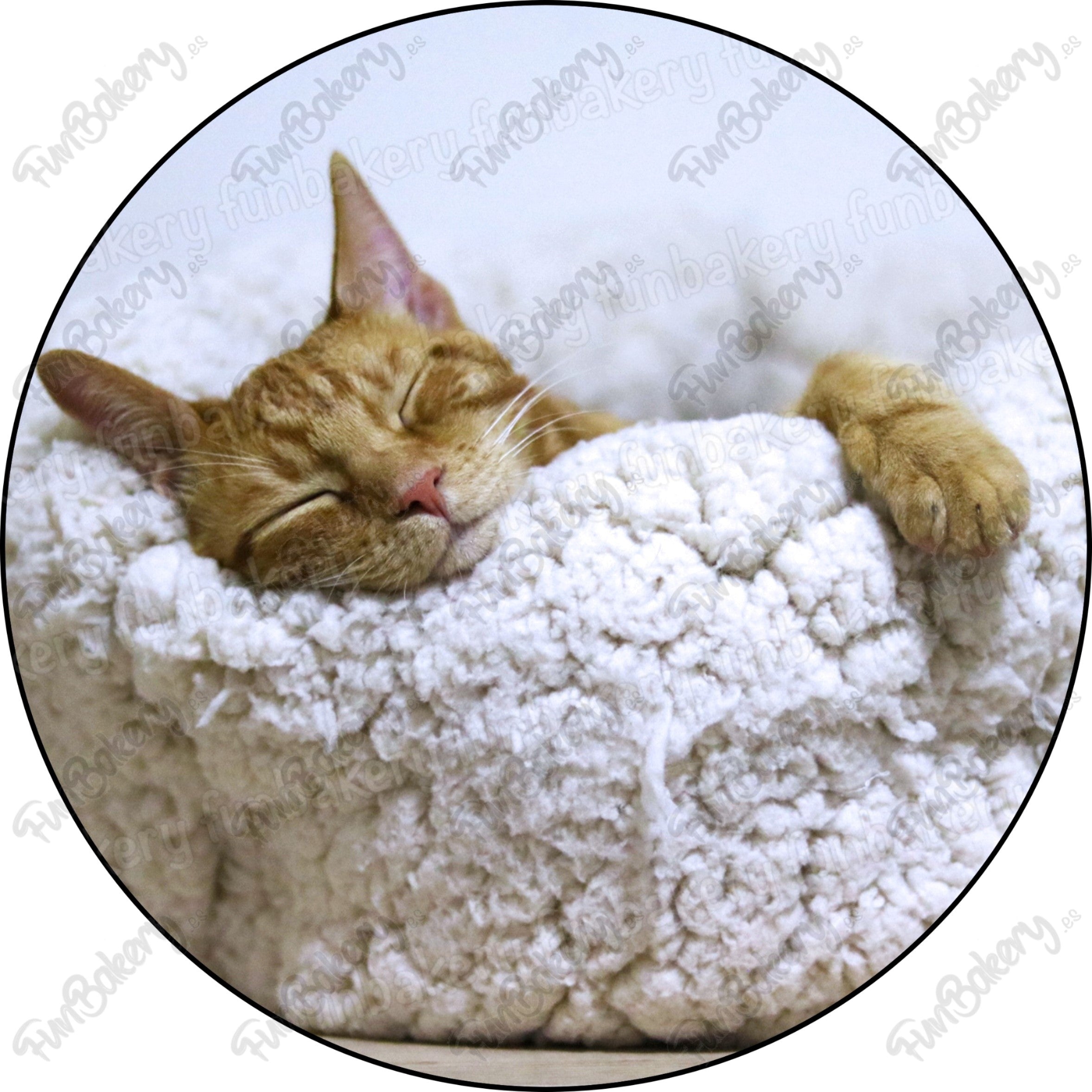 Gatos (Discos 1-8)