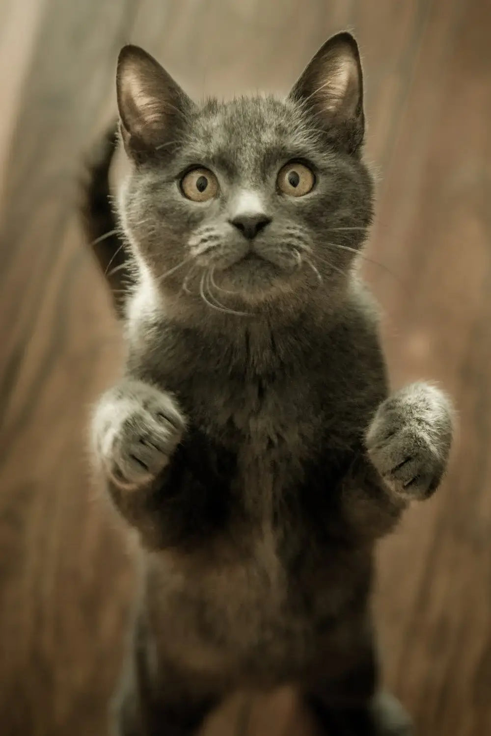 Gatos (Rectángulos)