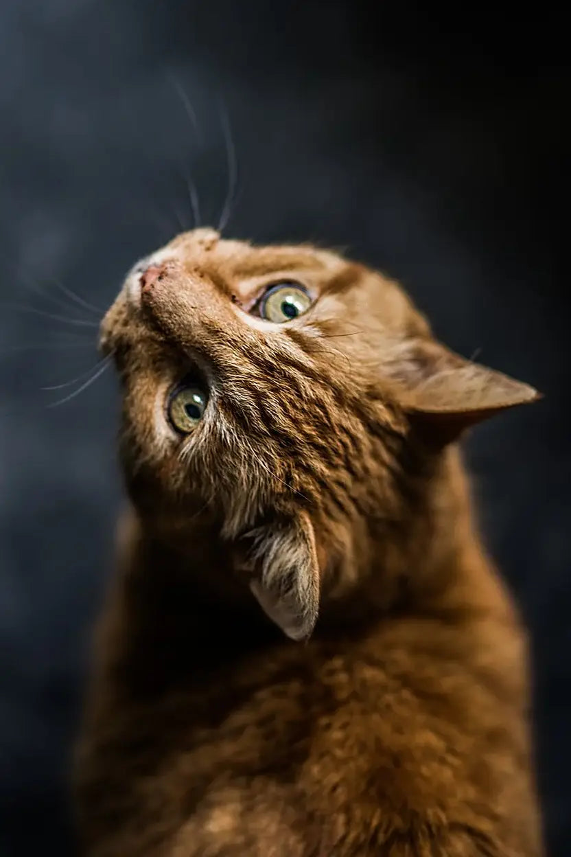 Gatos (Rectángulos)