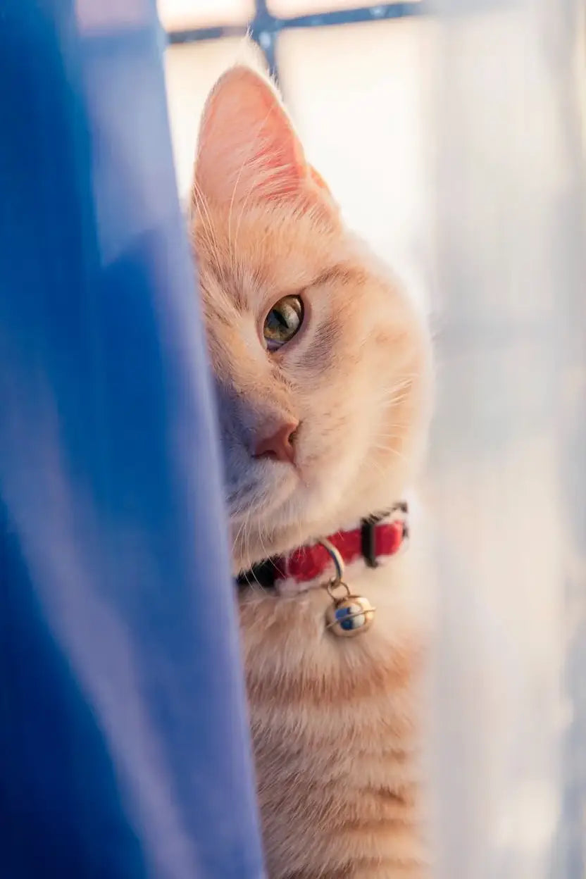 Gatos (Rectángulos)