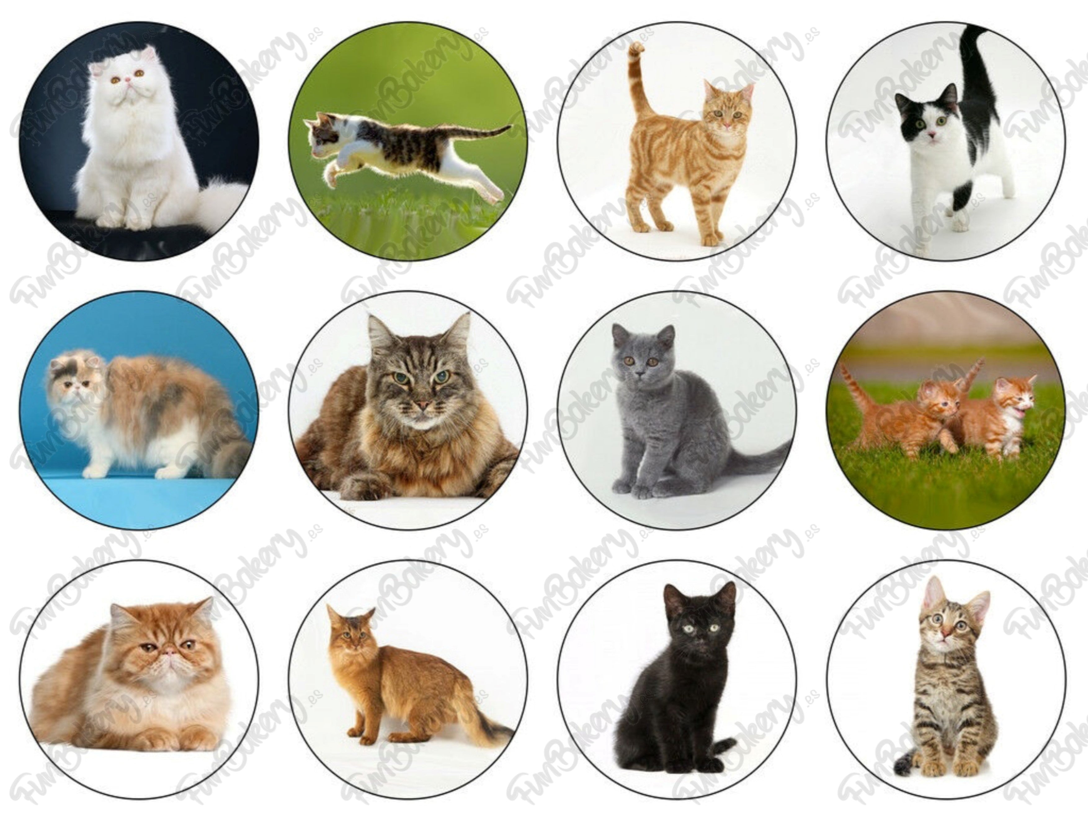 Gatos (Magdalenas)