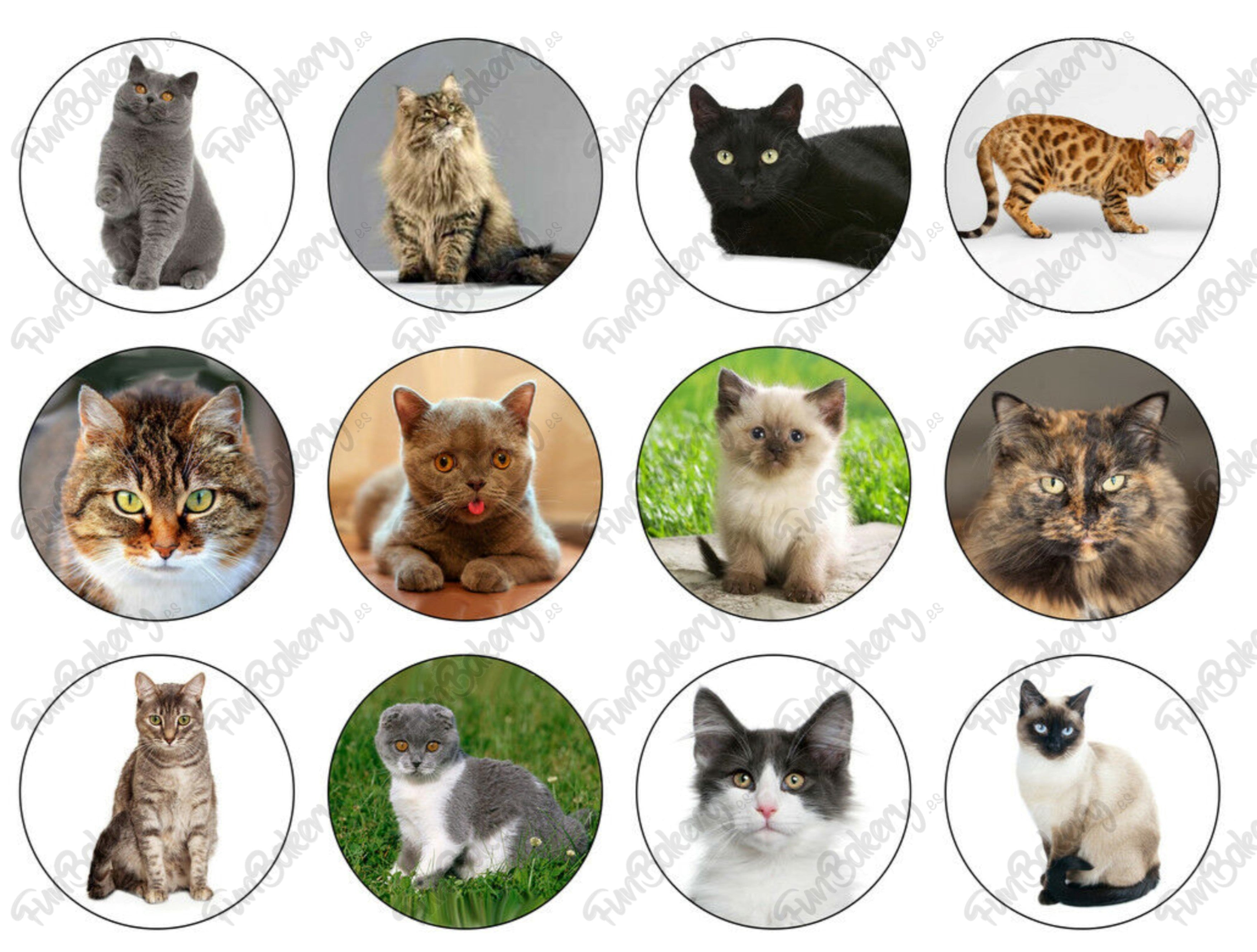 Gatos (Magdalenas)