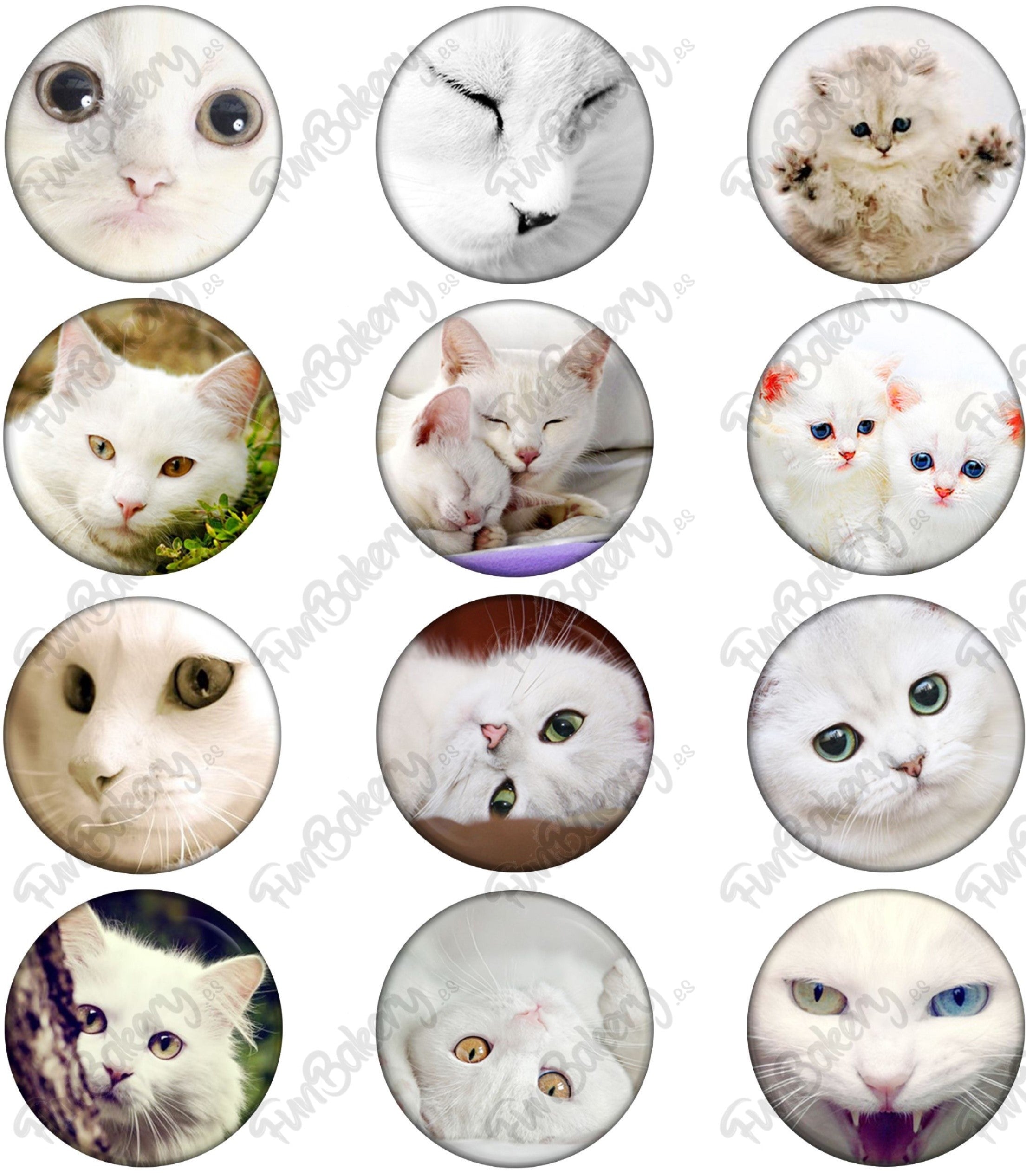 Gatos (Magdalenas)