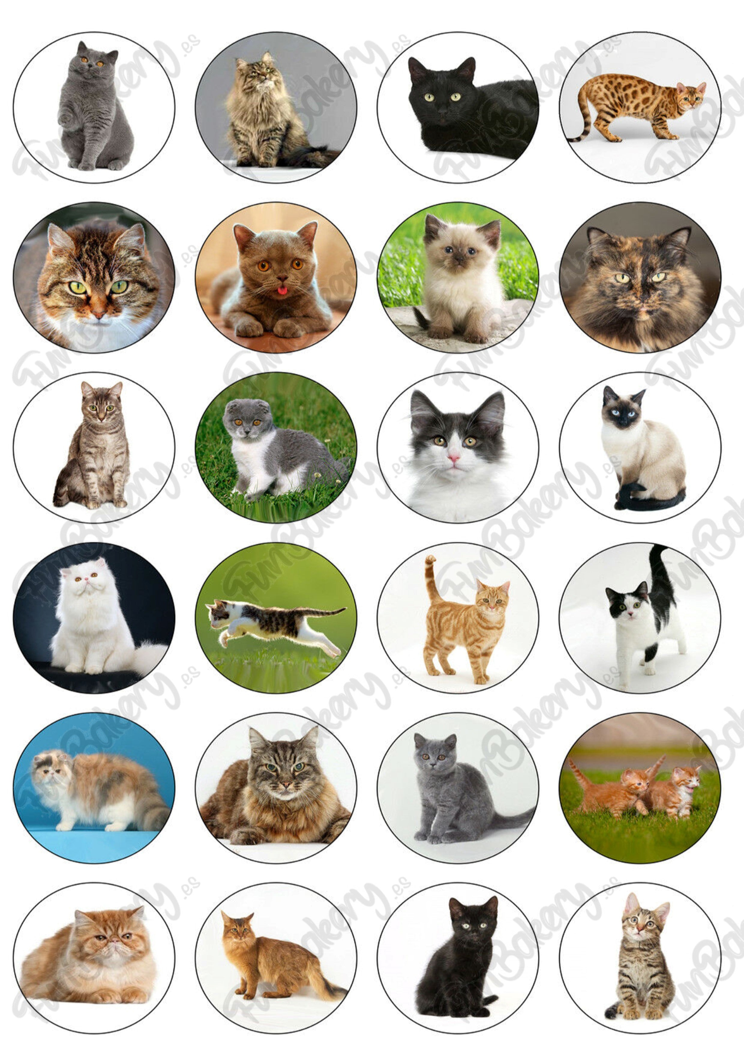 Gatos (Magdalenas)