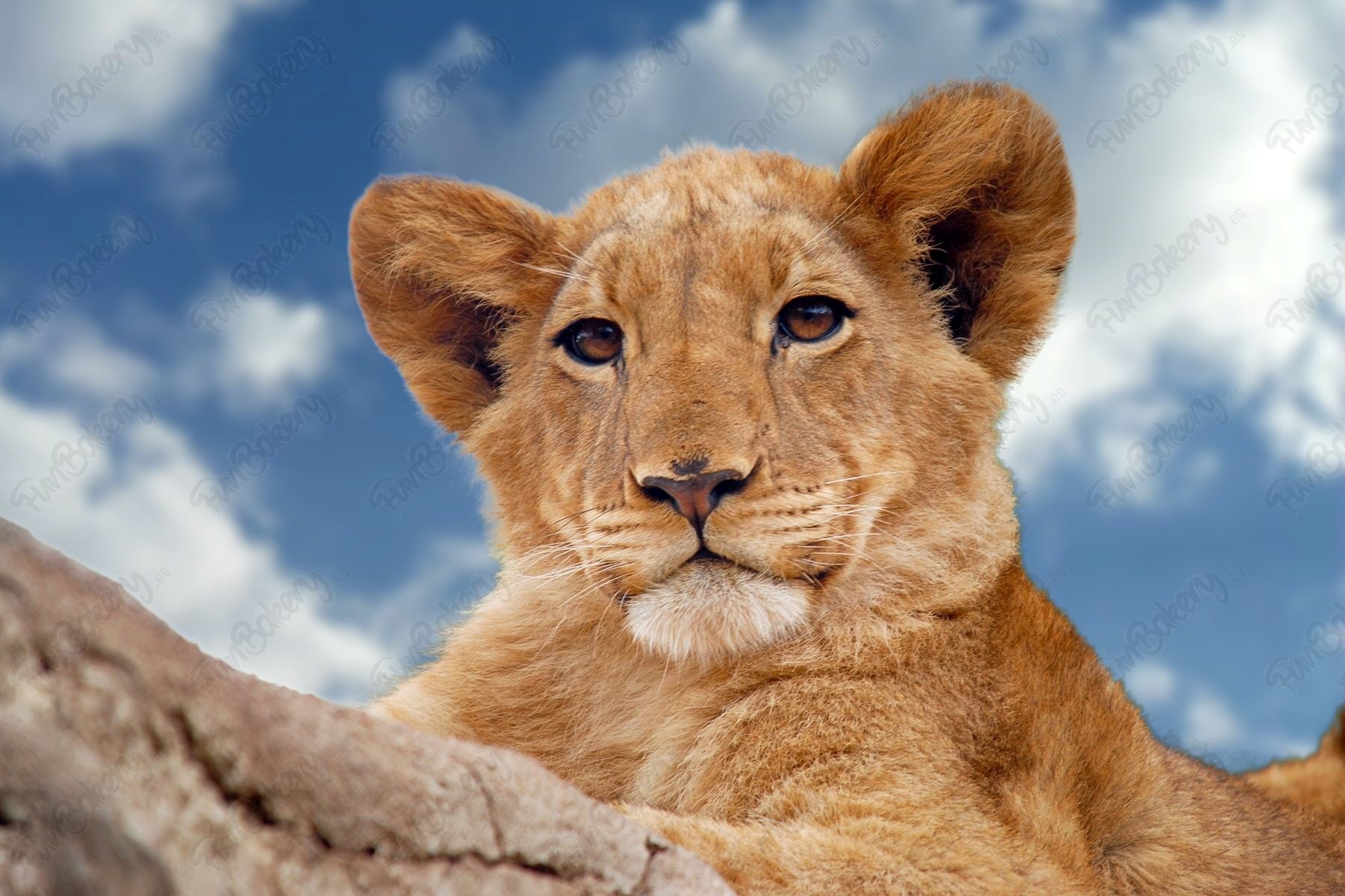 Leones (Rectángulos 1-6)