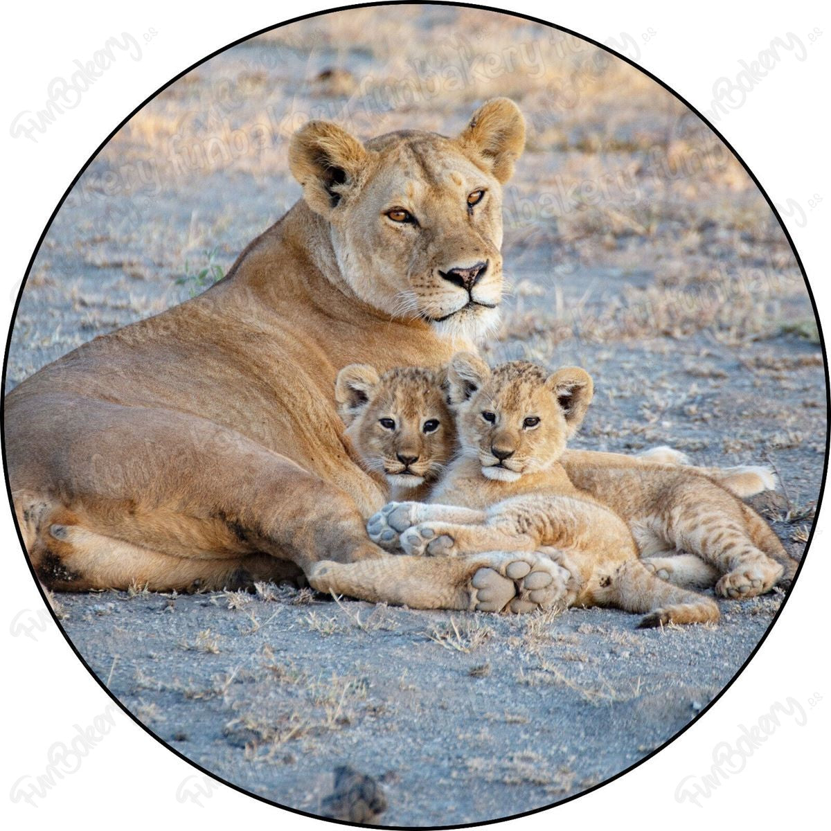 Leones (Discos 1-8)