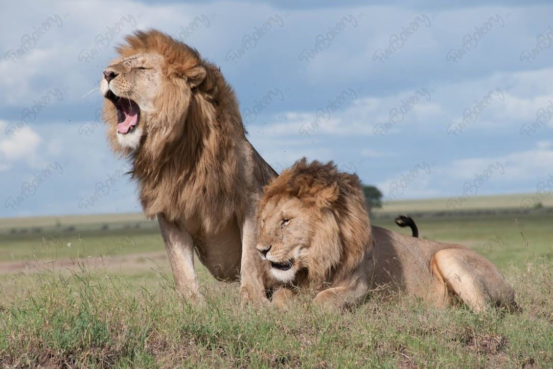 Leones (Rectángulos 1-6)