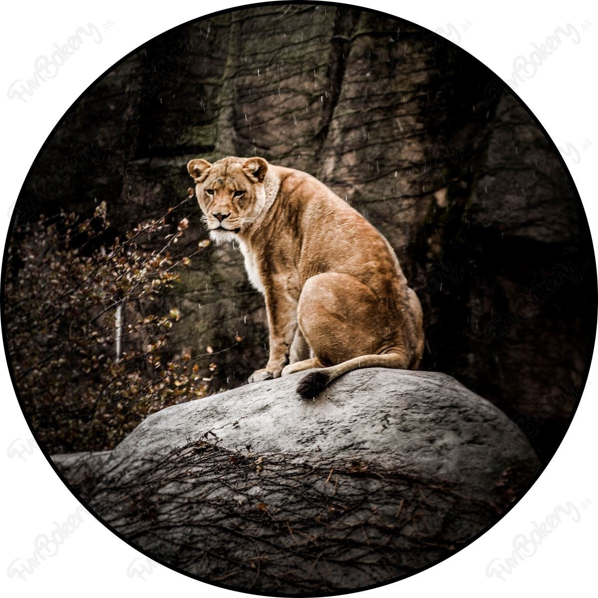 Leones (Discos 1-8)