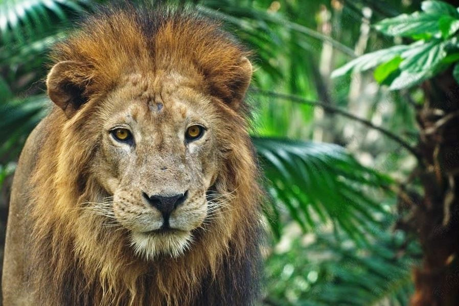 Leones (Rectángulos 1-6)