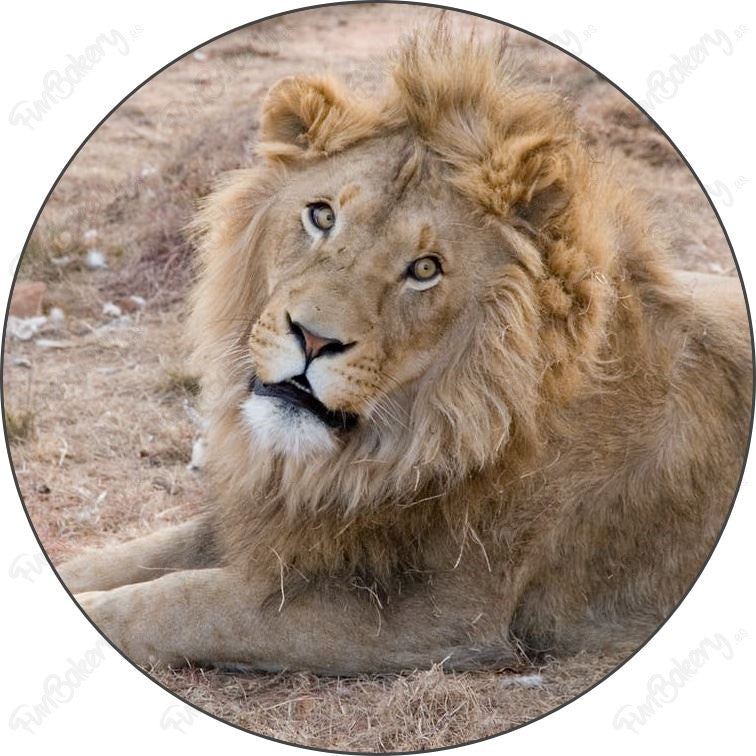 Leones (Discos 9-13)