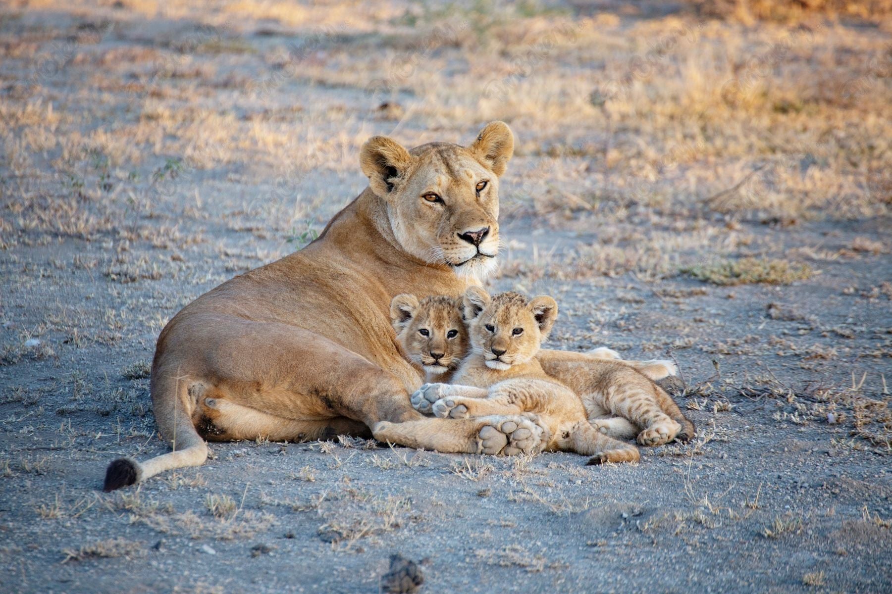 Leones (Rectángulos 7-8)