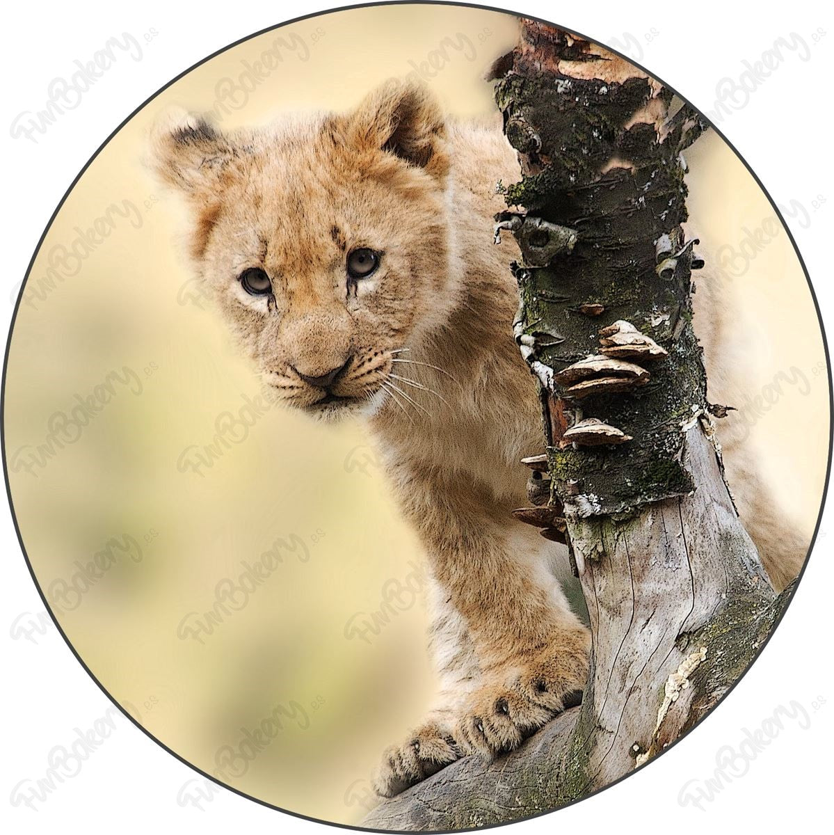 Leones (Discos 1-8)