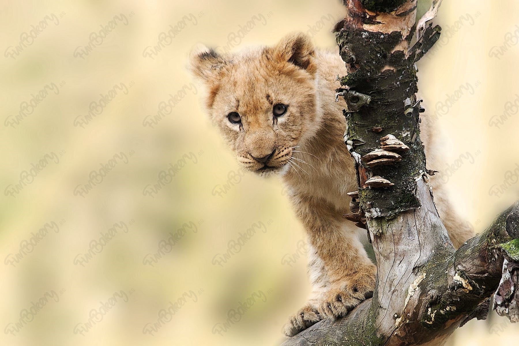 Leones (Rectángulos 1-6)