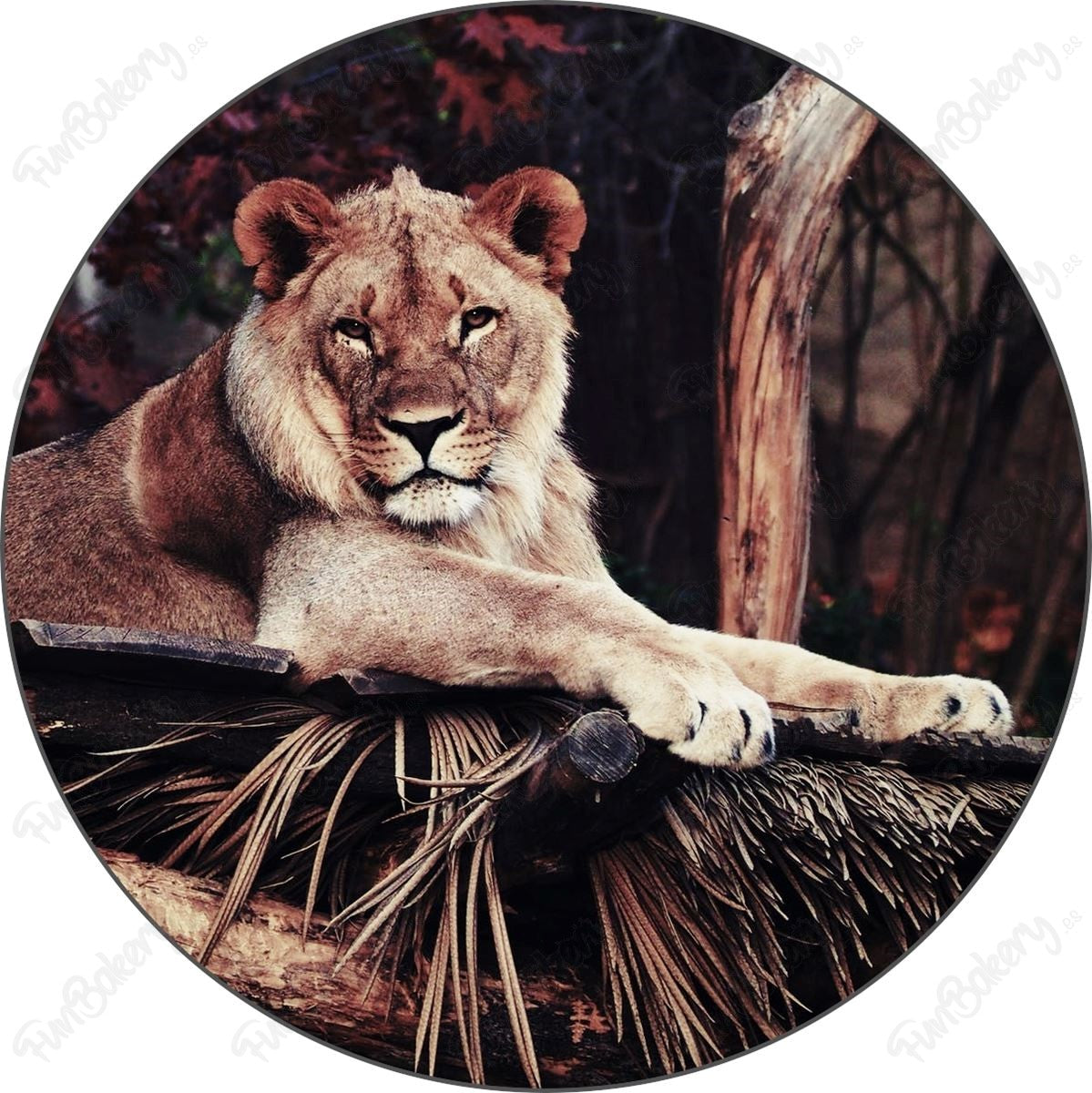 Leones (Discos 1-8)