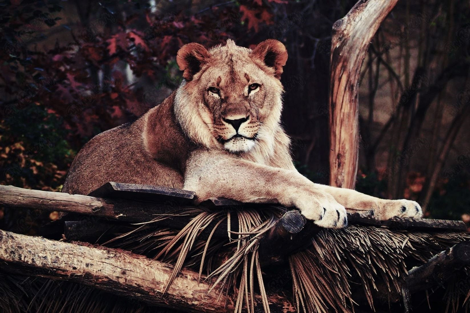 Leones (Rectángulos 1-6)