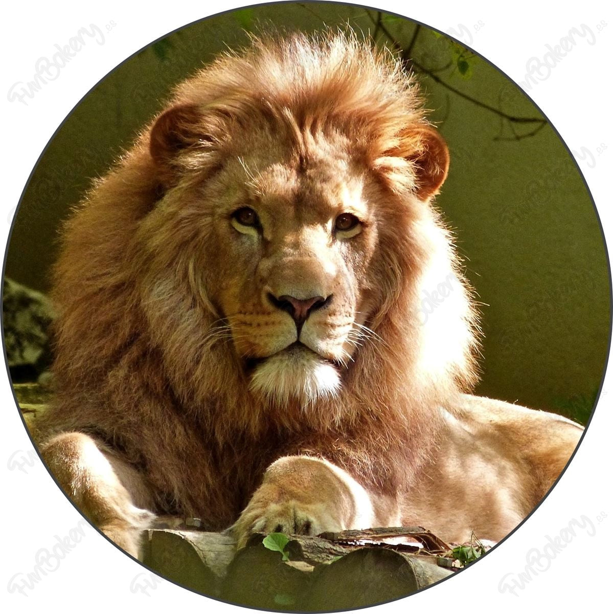 Leones (Discos 1-8)