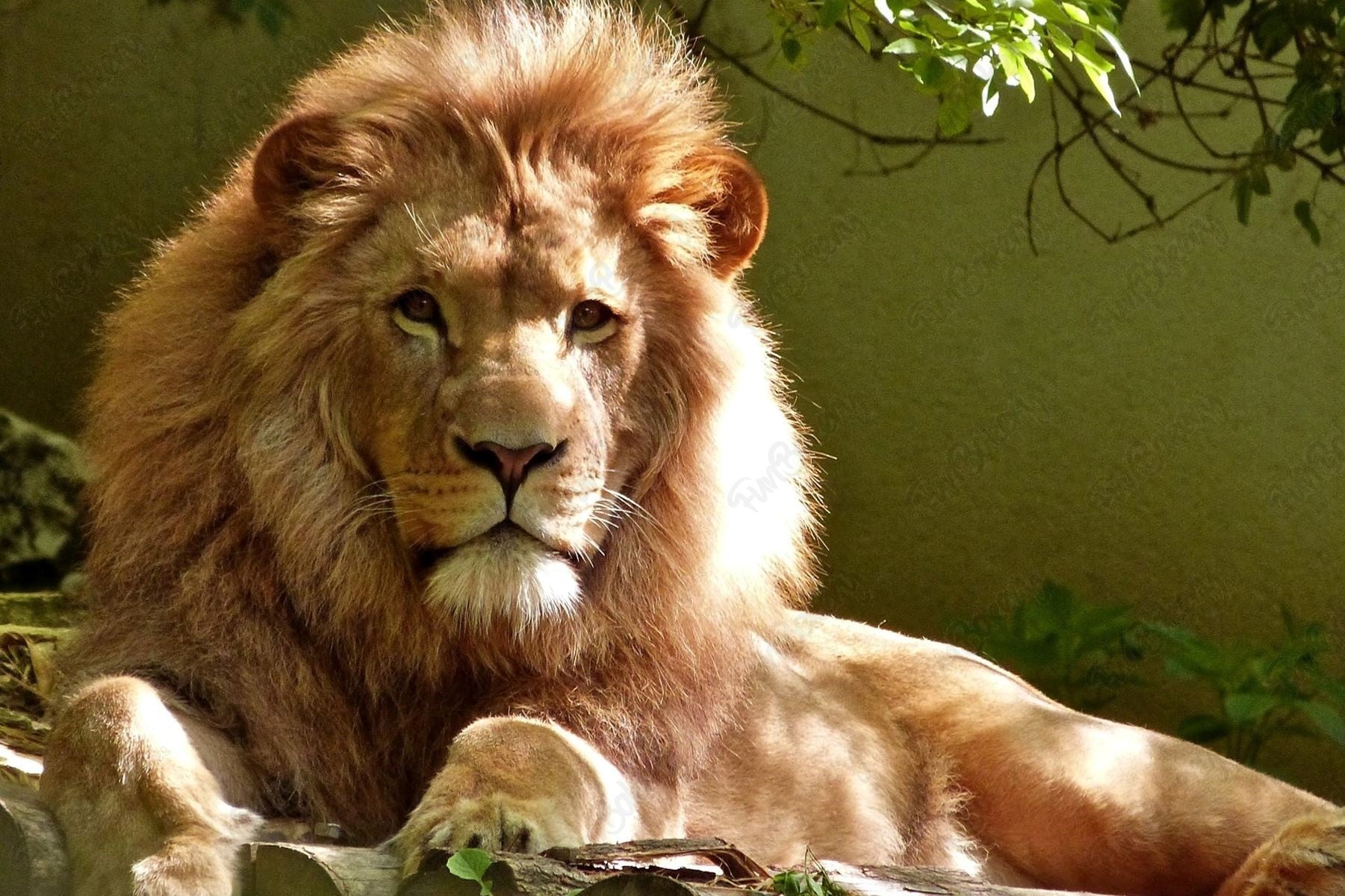 Leones (Rectángulos 1-6)