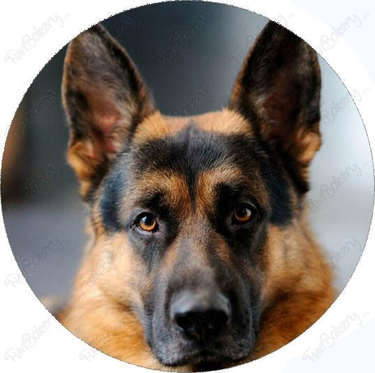 Perros (Discos 17-24)