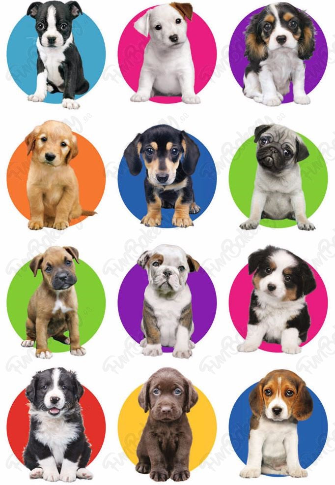 Perros (Magdalenas)