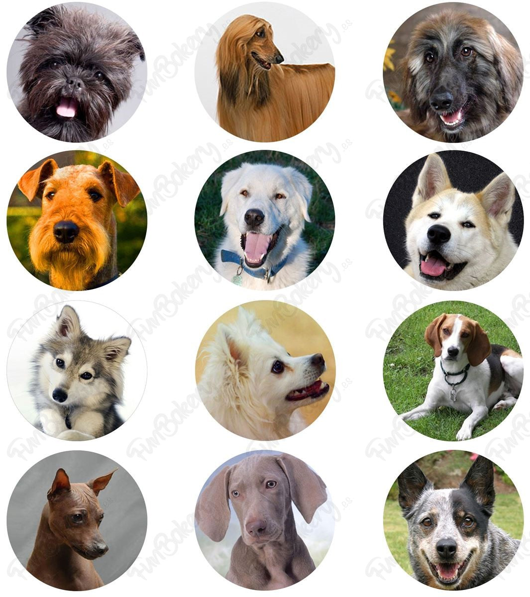 Perros (Magdalenas)
