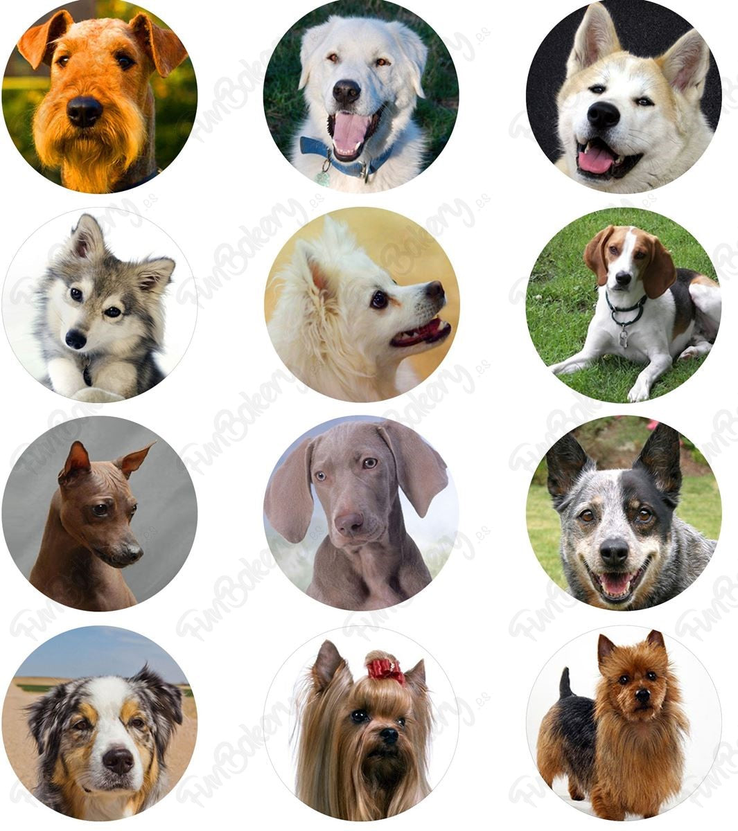 Perros (Magdalenas)