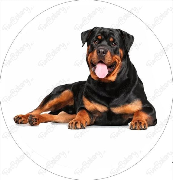Perros (Discos 17-24)