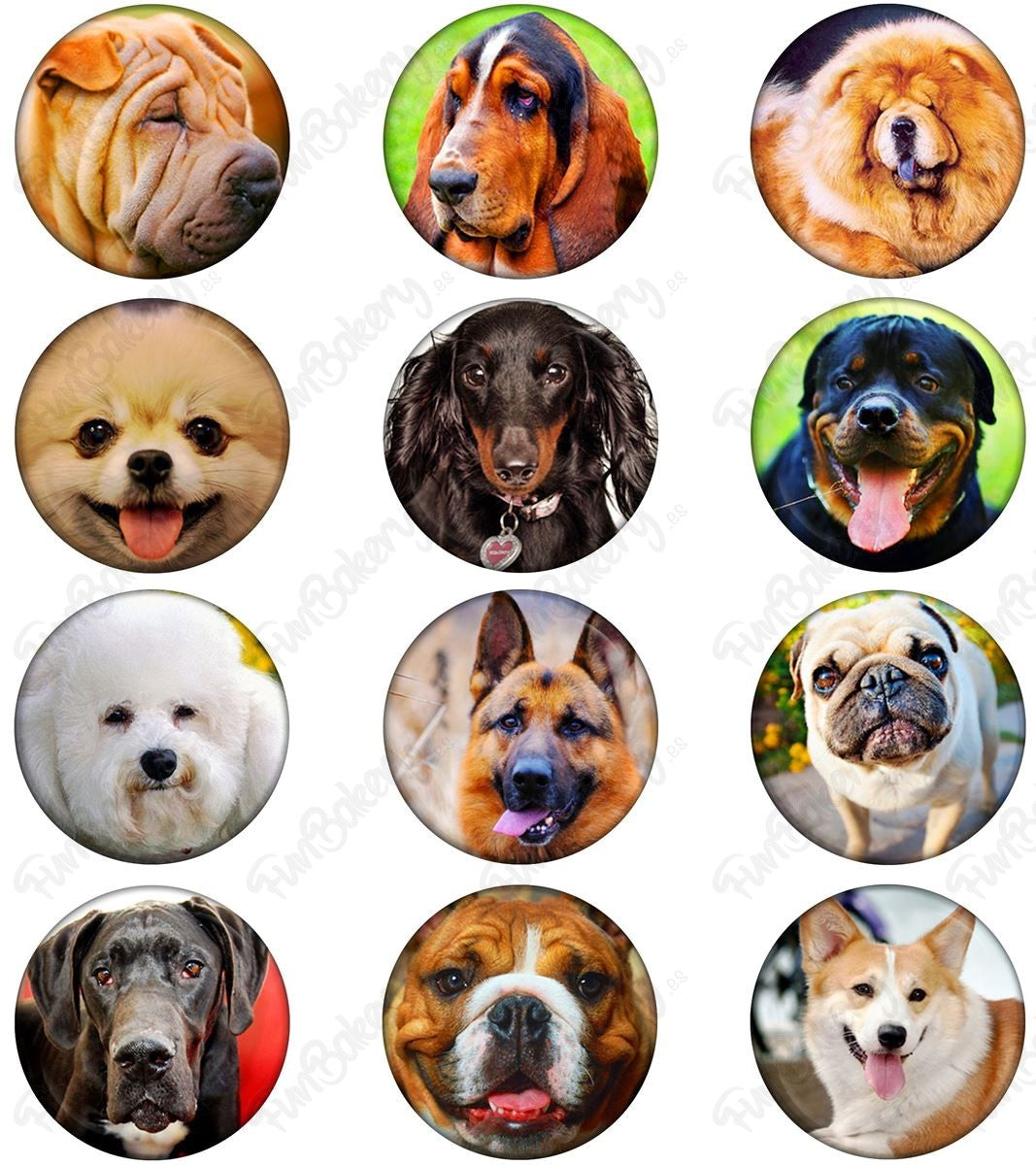 Perros (Magdalenas)