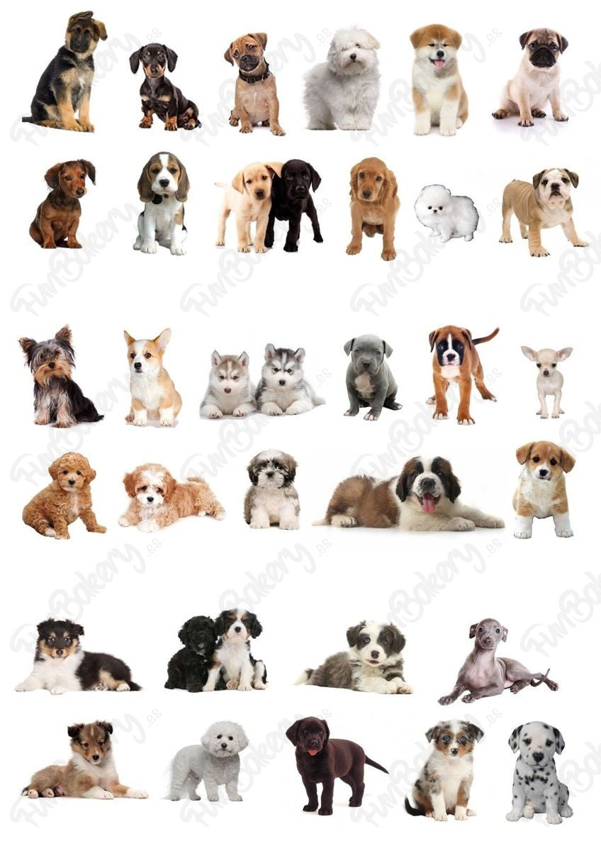 Perros (Magdalenas)