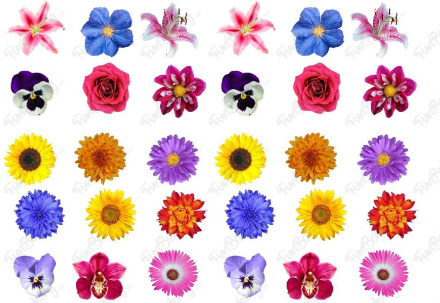 Flores (Magdalenas 11-20)