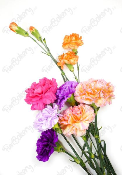 Flores (Rectángulos 1-6)