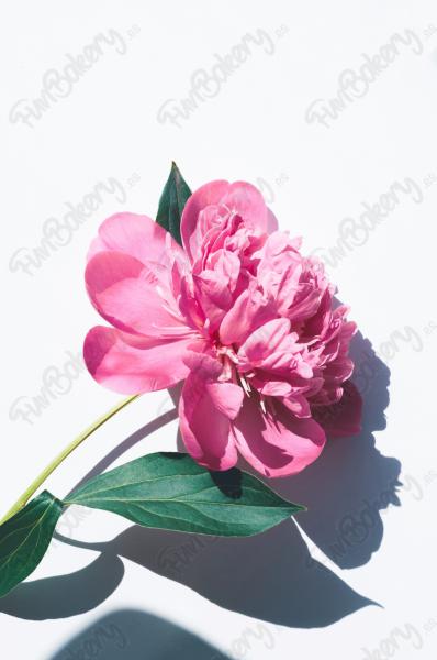 Flores (Rectángulos 1-6)