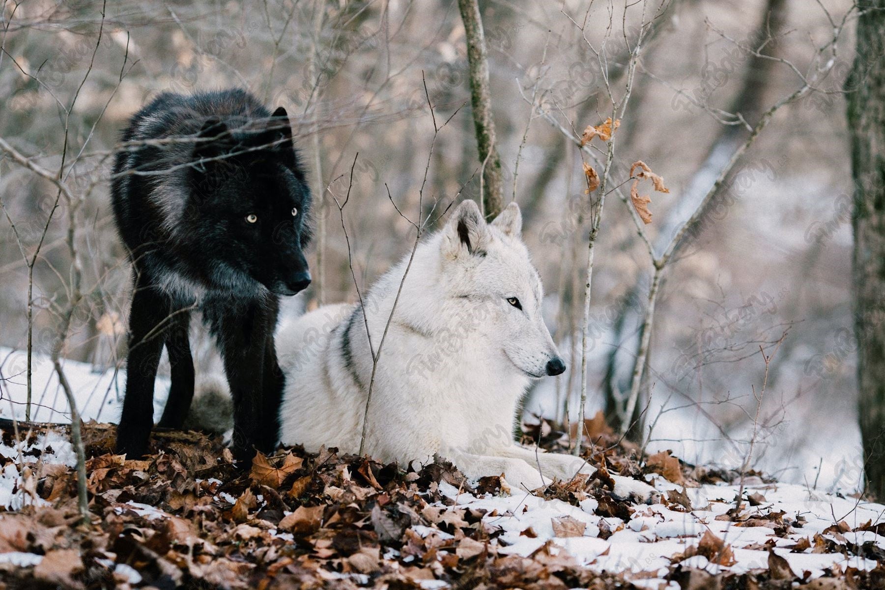 Lobos (Rectángulos)