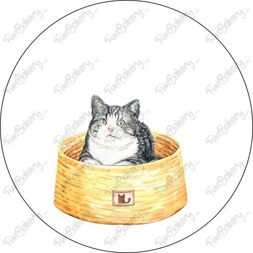 Gatos (Discos 9-15)