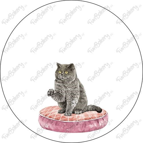 Gatos (Discos 9-15)