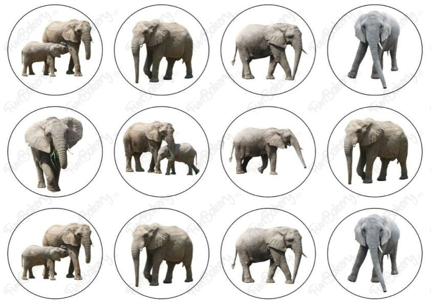 Elefantes (Magdalenas)